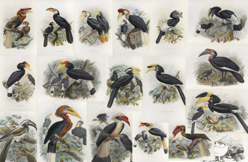 May include: A collection of vintage bird illustrations featuring various hornbill species. The prints showcase detailed depictions of the birds with vibrant colors, perched on branches, and set against a neutral background. The artwork highlights the birds' distinctive beaks and plumage.