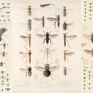 50+ Rare Insecta Hymenoptera von Friedrich DuCane Godman Adolphe Millot Schmetterlinge Illustrationen Zoologie Wandkunst Digitaler Download