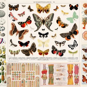 May include: A vintage educational chart featuring colorful illustrations of butterflies and moths, along with eggs, fruits, and other natural elements. The chart is titled "Schmetterlinge II" and includes scientific names and numbers.