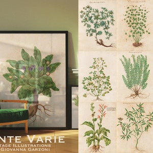 50 Piante varie Botanische seltene Illustrationen von Giovanna Garzoni Druckbare Wandkunst Blumenplakate antike Kunst Kommerzielle Nutzung