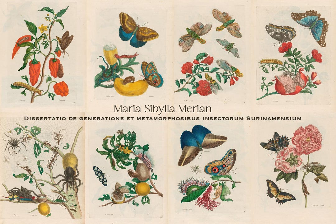 70+ Maria Sibylla Merian Illustrations, HQ Printable Wall Art, Insect ...
