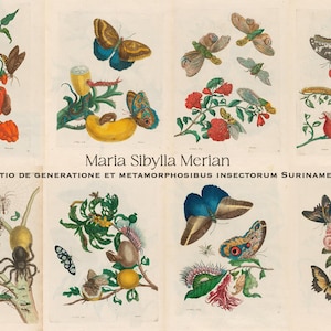 70+ illustrazioni di Maria Sibylla Merian, arte murale stampabile HQ, metamorfosi di insetti, farfalle, falene, aula, camera da letto, poster