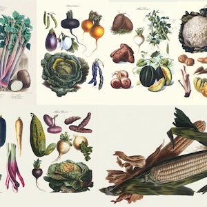 May include: A vintage botanical illustration featuring a variety of vegetables. The image showcases tomatoes, celery, eggplant, cabbage, carrots, corn, and other produce. The artwork is rendered in a detailed, colorful style, highlighting the natural forms of the vegetables.