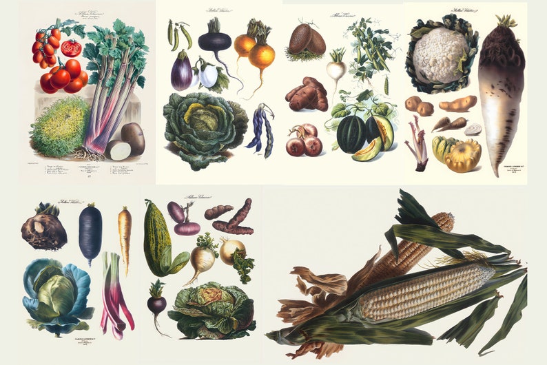 May include: A vintage botanical illustration featuring a variety of vegetables. The image showcases tomatoes, celery, eggplant, cabbage, carrots, corn, and other produce. The artwork is rendered in a detailed, colorful style, highlighting the natural forms of the vegetables.