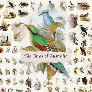 Mega Bundle "Gli uccelli dell'Australia": 300 illustrazioni stampabili di alta qualità di Elizabeth Gould/John Gould, facsimile del libro, stampe artistiche originali da parete.