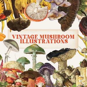 Vintage Mushroom clipart PNG Fungus Autumn Printable Cut Out Collage Art Fungi Colorful Illustration Summer Home Room Wall Decor