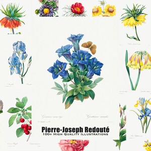 100+ Pierre-Joseph Redouté High Quality Illustrations Digitally Enhanced Flowers Botanicals
