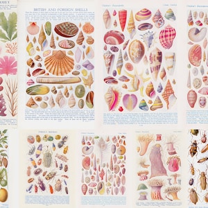 20+ Pastel Vintage Grafieken Vintage Afdrukbare Schattig Digitaal Verbeterde Chromolithograph Posters Kleurrijke Vis Paddestoel Geologie Kevers