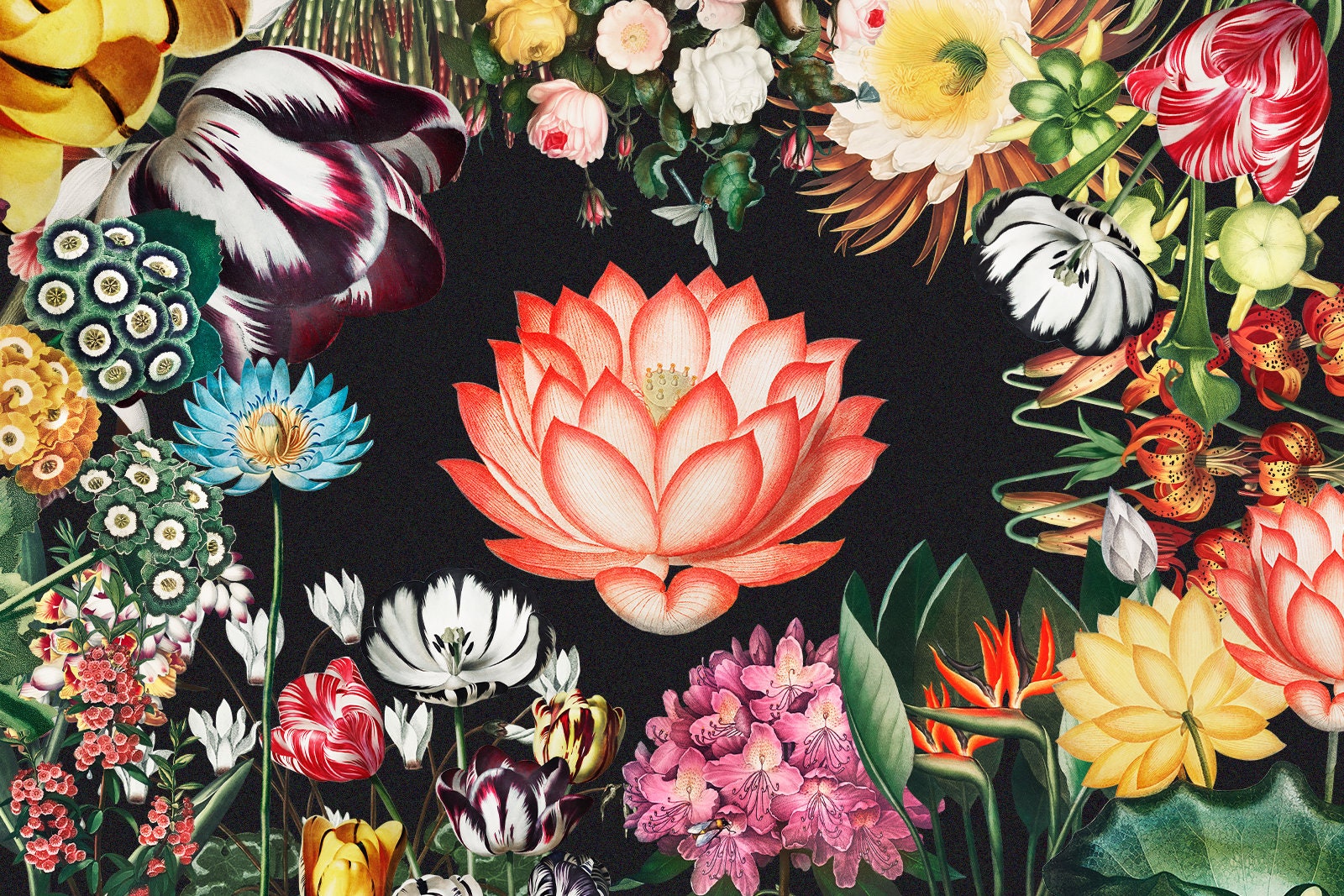 30+ Robert John Thornton HQ Cliparts Pontic Flowers Sticker Vintage Roses Tulip Botanicals Florals Water Lily Collage Art Digital Download