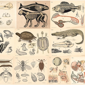 Puede incluir: Ilustraciones científicas vintage de anatomía animal, incluyendo esqueletos de ballena, gato y pez. También se presentan dibujos detallados de insectos, una rana, una tortuga y anatomía humana. Las ilustraciones son en blanco y negro con fondos beige.