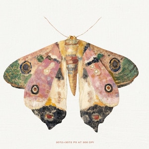 May include: A watercolor painting of a colorful moth with pink, green, yellow, and black markings. The moth has large, round eyes and is depicted against a white background.