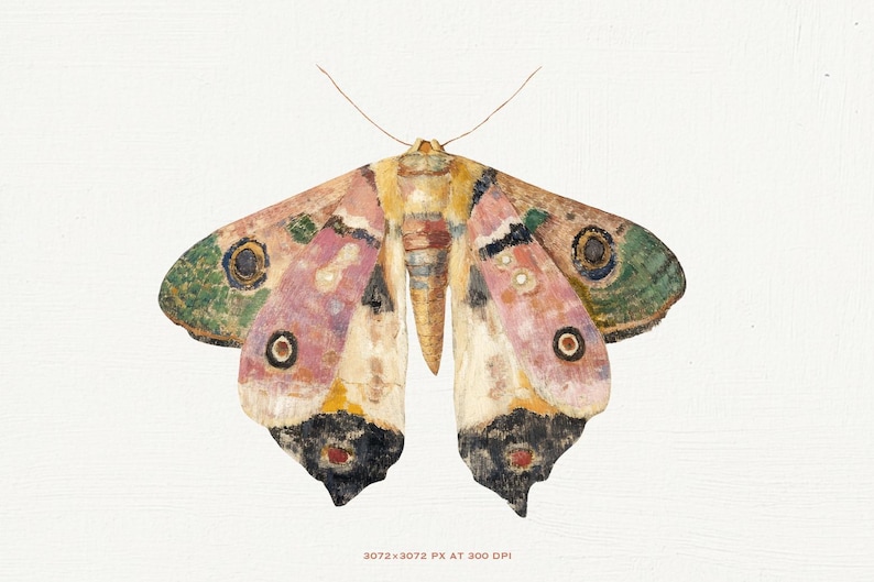 May include: A watercolor painting of a colorful moth with pink, green, yellow, and black markings. The moth has large, round eyes and is depicted against a white background.