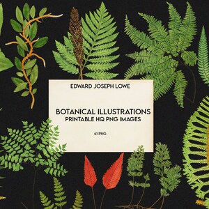May include: A collection of 41 botanical illustrations, featuring various types of ferns, leaves, and plants. The illustrations are in a vintage style and are perfect for crafting, scrapbooking, or digital design.