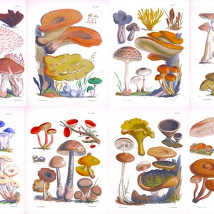 Illustrations of the Fungi of Our Fields and Woods, Drawn from Natural Specimens Colorful Artworks Summer Home Room Wall Decor