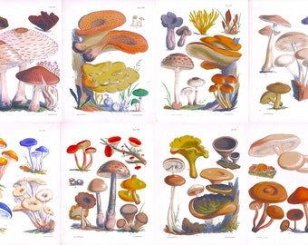Illustrations of the Fungi of Our Fields and Woods, Drawn from Natural Specimens Colorful Artworks Summer Home Room Wall Decor
