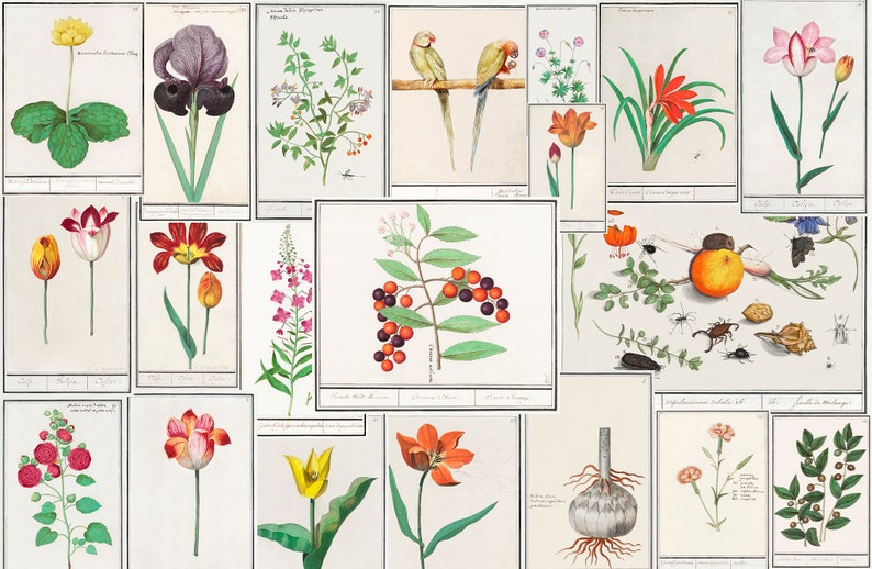 100 Anselmus Boetius de Boodt Part 2 Botanical Insect Garden Vintage Illustration Digitally Enhanced Printable Digital Download zdjęcie 6