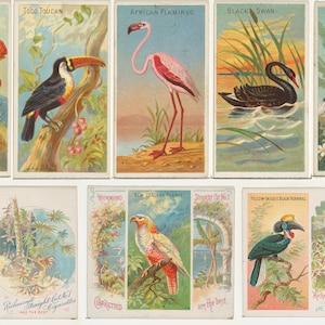 May include: A vintage set of ten trading cards featuring colourful illustrations of various birds, including a cock-of-the-rock, toco toucan, African flamingo, black swan, concave-casqued hornbill, jungle fowl, New Zealand parrot, and yellow-crested black hornbill. The cards are printed with the text "Richmond Straight Cut Cigarettes Are The Best".