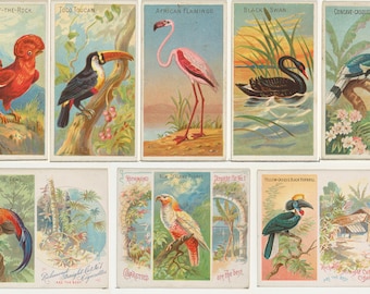 100+ Trade cards from the "Birds of the Tropics" series 1889 Lithograph Toco Toucan Black Swan Carrier Pigeon Satin Bower Scarlet Tanager