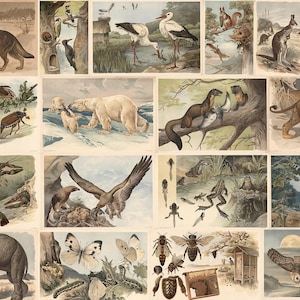 May include: A vintage print featuring various animal illustrations. The artwork includes depictions of a wolf, woodpeckers, storks, squirrels, a kangaroo, snakes, insects, polar bears, otters, a lion, lobsters, eagles, frogs, spiders, an elephant, butterflies, bees, and owls.