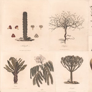 James Heath Hauptillustrationen druckbare Botanicals Kaktus Vögel Blumen 18.Jahrhundert Angiospermae Wand Kunst Dekor Digitaler Download