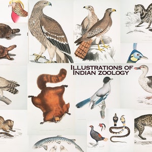 200 Illustrations of Indian Zoology, HQ Printable Rare Exotic Animals ...