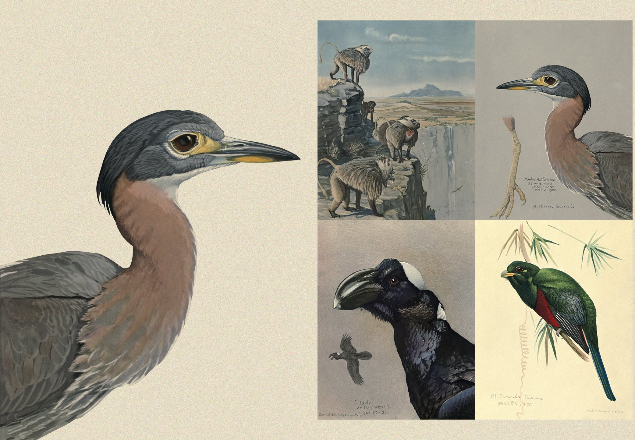 Album of Abyssinian Birds & Mammals, Louis Agassiz Fuertes,vintage Illustrations,printable,png Clipart, Original Paintings Digital Download - Etsy Album of Abyssinian Birds & Mammals, Louis Agassiz Fuertes,vintage Illustrations,printable,png Clipart, Original Paintings Digital Download - Etsy