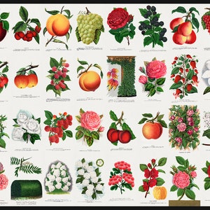 Könnte beinhalten: Eine Vintage-botanische Illustration mit einer Auswahl an Früchten, Blumen und Pflanzen. Das Bild zeigt Äpfel, Pfirsiche, Trauben, Kirschen, Himbeeren, Rosen und mehr. Die Illustrationen sind detailliert und realistisch, mit leuchtenden Farben.