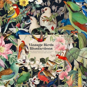 1160 vintage oiseau Illustratins PNG Clipart HQ imprimable Collage Rare Art Elements Botanical Junk Journal Craft Kit en téléchargement numérique