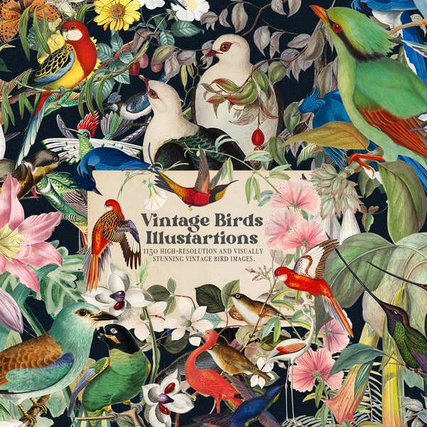 1160 Vintage Bird Illustratins PNG Clipart HQ Printable Rare Collage Art Elements Botanical Junk Journal Craft Kit Digital Download