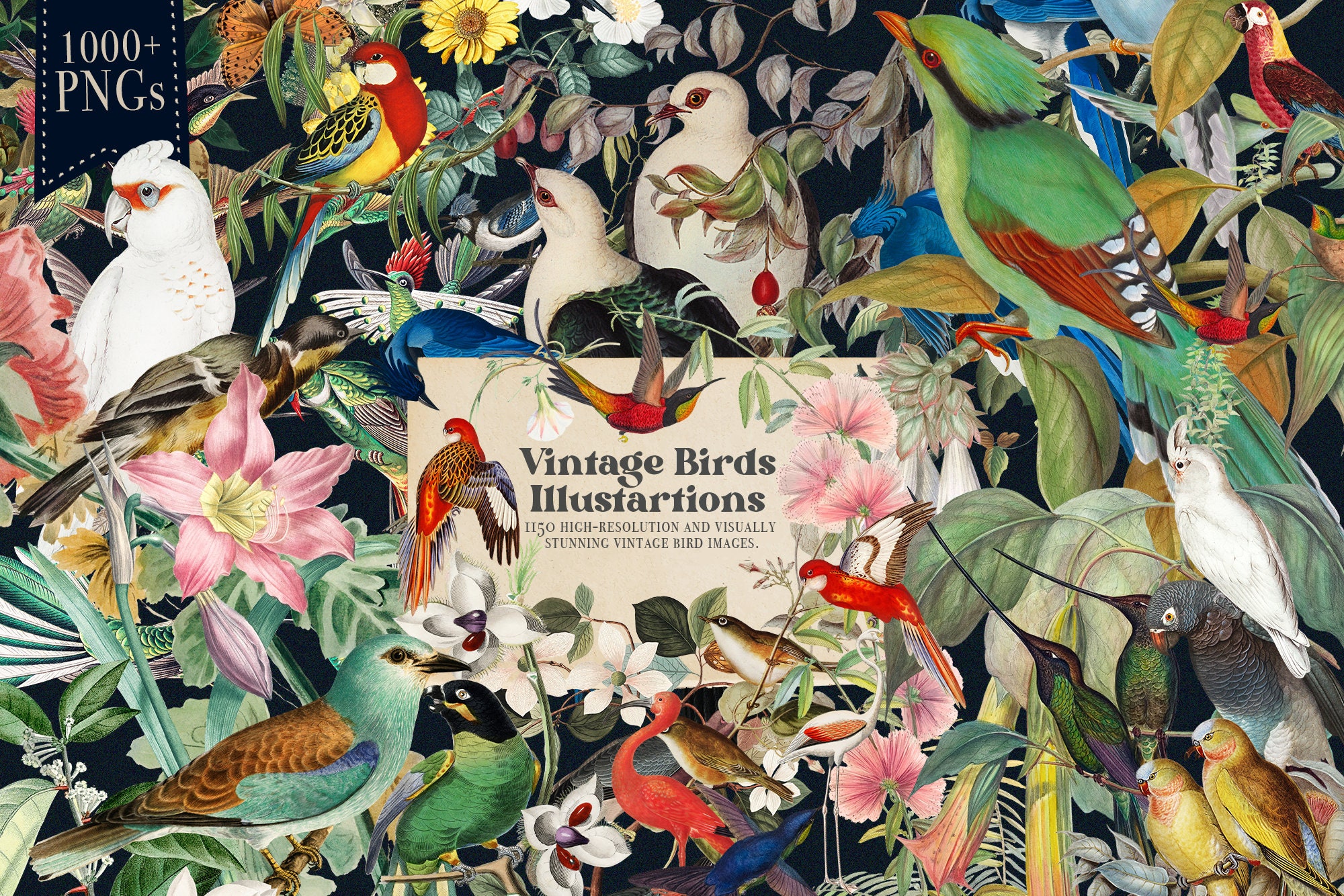 Birds: Classic Natural History (Classic Natural History