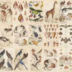 Op de afbeelding: Een vintage botanische print met verschillende illustraties van dieren, waaronder vogels, insecten, zoogdieren en schelpen. Het kunstwerk toont een giraffe, uilen, apen en vlinders, allemaal weergegeven in een gedetailleerde, antieke stijl.