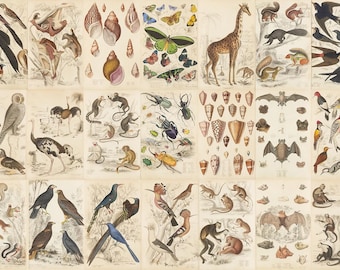 Láminas vintage de historia natural: zoología, botánica y geología. Descarga digital para uso comercial.