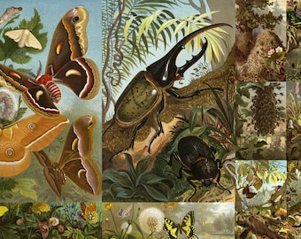 21 Alfred Edmund Brehm Printable Artworks Insects Butterflies Landscape Spiders Beige Brown Jungle Paintings Home Decor Digital Downlaod