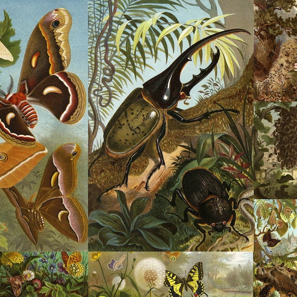 21 Alfred Edmund Brehm Printable Artworks Insects Butterflies Landscape Spiders Beige Brown Jungle Paintings Home Decor Digital Downlaod