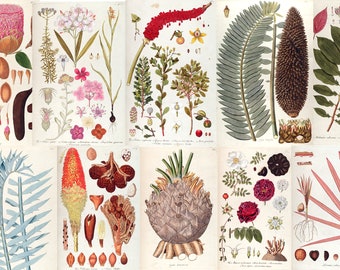 130+ Rare Vintage Botanicals HQ Cactus Aloe Vera Vintage Lithograph Zamia Cycdifolia Cone Latan Palm Flowers Printable Art Digital Download