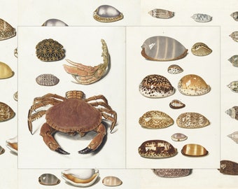 Johann Gustav Hoch Rare Illustrations 4 HQ Seashells Crab Tropical kaurie shells Printable fine art Digital Download