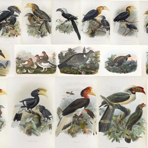 May include: A collection of vintage bird illustrations. The images showcase various species of birds, each depicted in vibrant colors and detailed artistry. The illustrations are set against a white background, highlighting the birds' features.