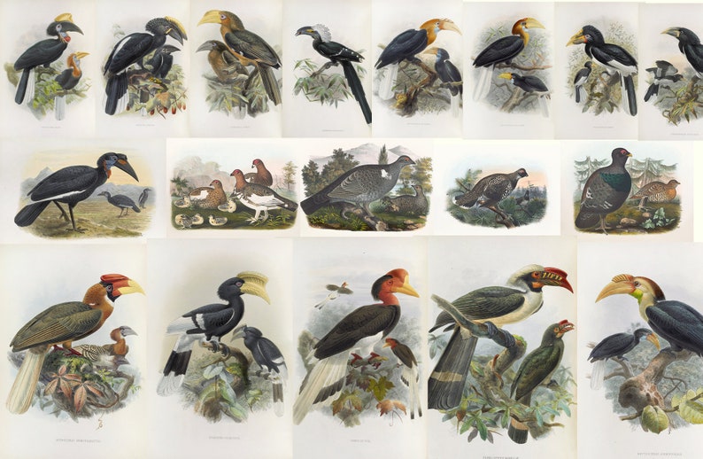 May include: A collection of vintage bird illustrations. The images showcase various species of birds, each depicted in vibrant colors and detailed artistry. The illustrations are set against a white background, highlighting the birds' features.