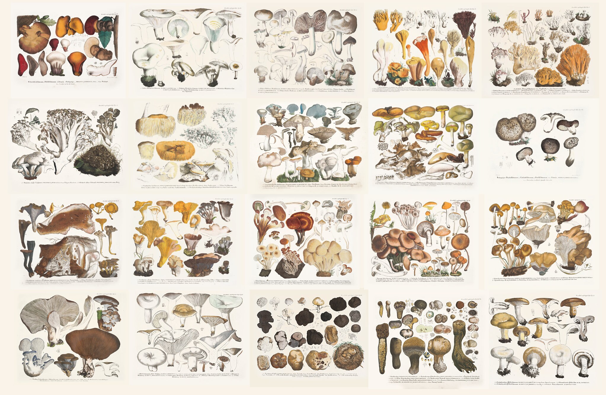 70 Julius Vincenz Von Krombholz Mushrooms HQ Printable Fungi Etsy
