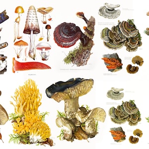 Más de 120 litografías de hongos ilustraciones imprimibles gráficos de cromolitografía hongos venenosos arte vintage década de 1960 Claus Caspari Descarga digital