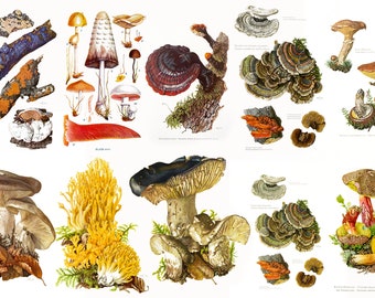 120+ Pilz Lithographie Druckbare Illustrationen Chromolithograph Charts Giftige Pilze Vintage Kunst 1960s Claus Caspari Digitaler Download