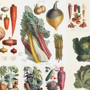 Ilustración de 30 verduras de Vilmorin, póster de arte mural para cocina, restaurante, lechuga, berenjena, cebolla, zanahoria, patata, calabaza, descarga digital