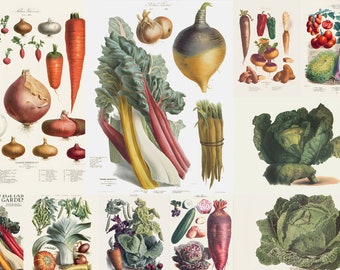 30 Vilmorin Vegetables Illustration Kitchen Restaurant Wall Art Poster Lettuce Aubergine Onion Carrot Potato Pumpkin Digital Download