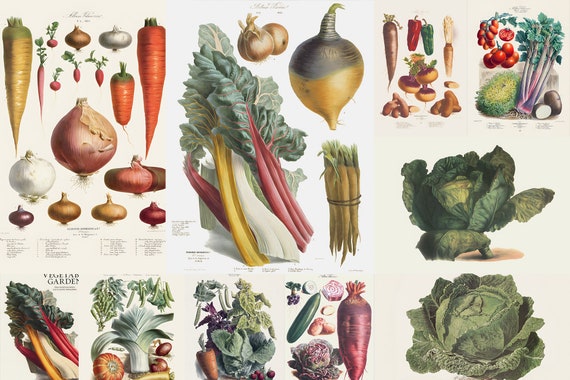 30 Vilmorin Vegetables Illustration Kitchen Restaurant Wall Art Poster Lettuce Aubergine Onion Carrot Potato Pumpkin Digital Download