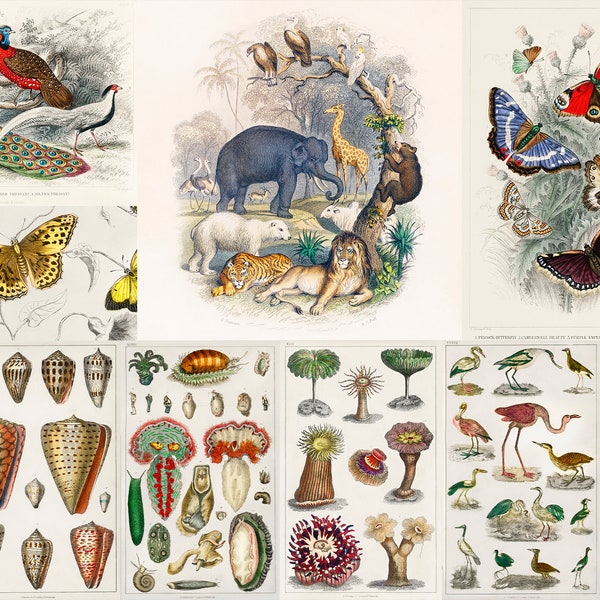 130+ Oliver Goldsmith HQ Printable Illustrations Vintage Llithographs Antique Chromolithographic Wildlife Animals Zoology Digital Download