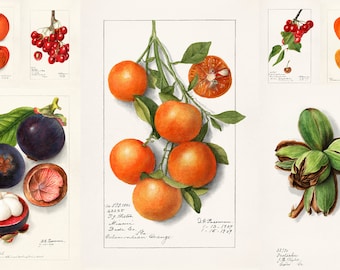 39 Deborah Griscom Passmore HQ Printable Illustrations Calamondian Oranges Cherries Strawberries Mangosteens Watercolor Digital Download