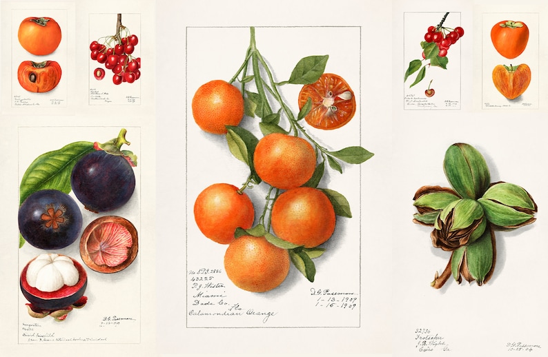 39 Deborah Griscom Passmore HQ Printable Illustrations - Etsy