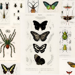 Può includere: Un collage di illustrazioni vintage che presenta vari insetti, farfalle e aracnidi. Le illustrazioni sono realizzate in uno stile dettagliato e realistico con colori vivaci. Gli insetti includono scarabei, farfalle, falene e uno scorpione. Le farfalle sono rappresentate in varie fasi di sviluppo, tra cui il bruco e la crisalide.