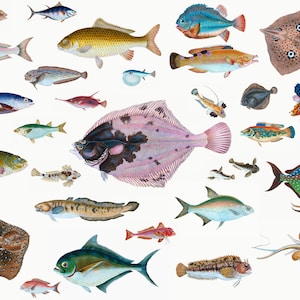 Peut inclure: Une collection de 28 illustrations de poissons colorés, comprenant diverses espèces comme un poisson-globe, une plie, une raie et un hippocampe. Les illustrations sont peintes dans un style réaliste avec des détails complexes.