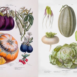 May include: A vintage botanical illustration featuring a variety of colorful vegetables. The image includes eggplants, a pumpkin, okra, radishes, turnips, a cantaloupe, kohlrabi, a carrot, and lettuce. The artwork is detailed and vibrant.